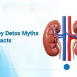 Kidney Detox Myths and Facts
