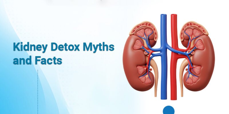 Kidney Detox Myths and Facts
