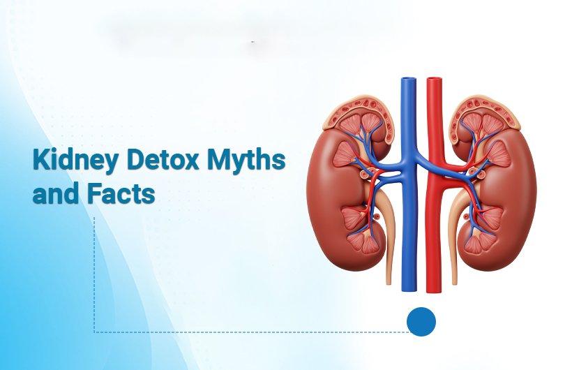 Kidney Detox Myths and Facts
