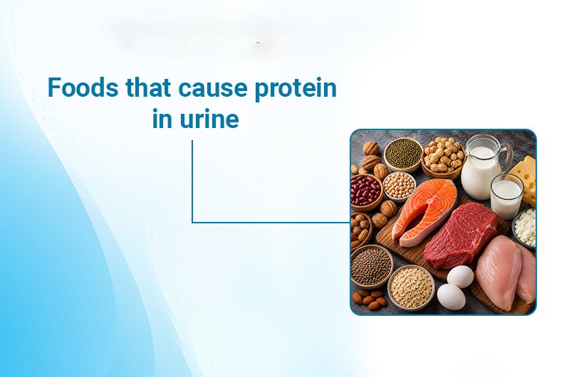 Foods That Cause Protein in Urine